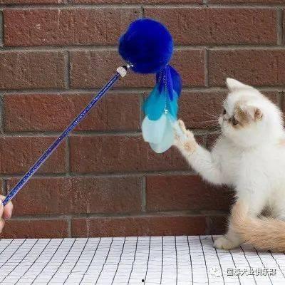 娱乐吃瓜君猫猫生日歌